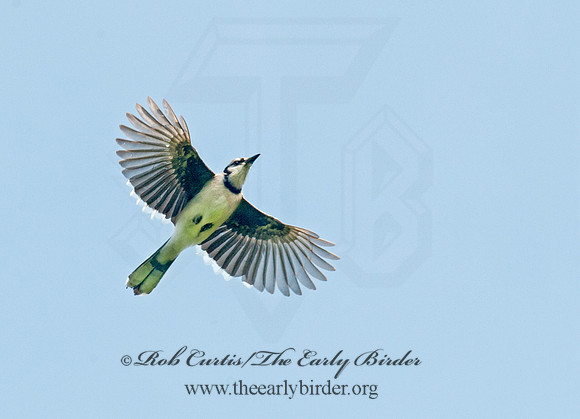 Cyanocitta cristata  BLUE JAY 8028481