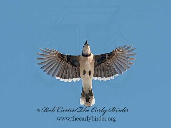 Cyanocitta cristata  BLUE JAY 8030848
