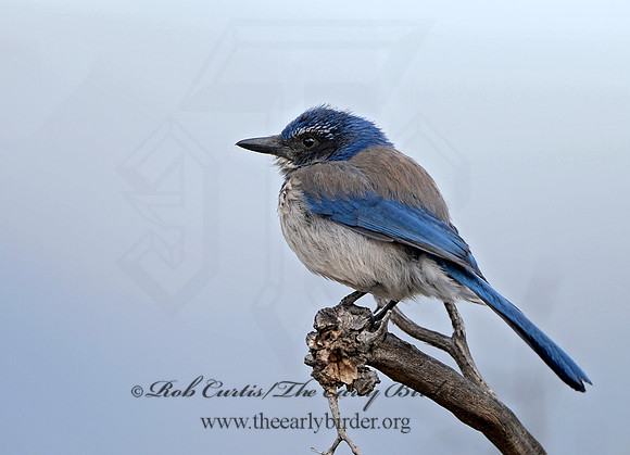 Aphelocoma californica  CALIFORNIA SCRUB JAY 9056902 copy