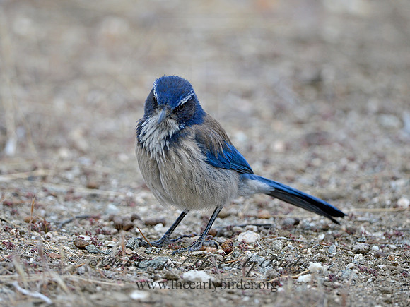 Aphelocoma californica  CALIFORNIA SCRUB JAY 9056903 copy