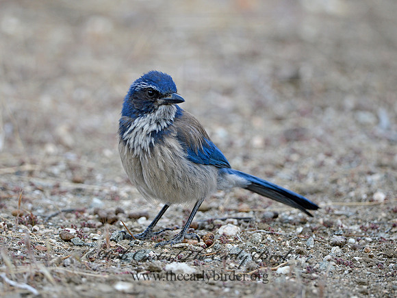 Aphelocoma californica  CALIFORNIA SCRUB JAY 9056904 copy