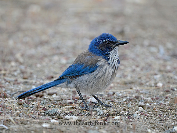 Aphelocoma californica  CALIFORNIA SCRUB JAY 9056905 copy