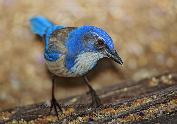 Aphelocoma californica  CALIFORNIA SCRUB JAY 105813