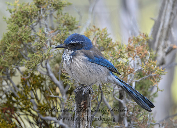 Aphelocoma californica  CALIFORNIA SCRUB JAY 9056908 copy