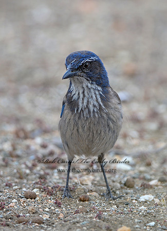 Aphelocoma californica  CALIFORNIA SCRUB JAY 9056912 copy