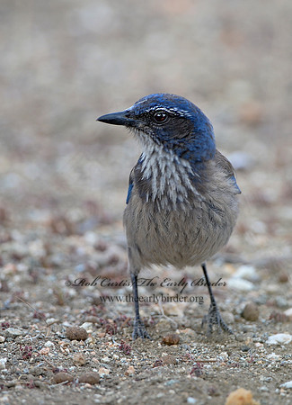 Aphelocoma californica  CALIFORNIA SCRUB JAY 9056913 copy