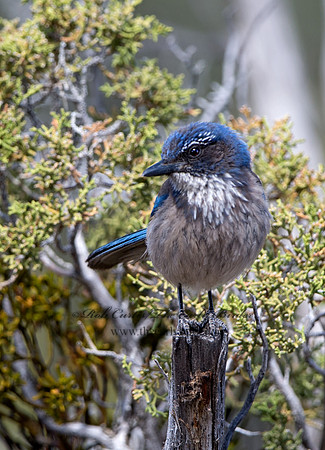 Aphelocoma californica  CALIFORNIA SCRUB JAY 9056915