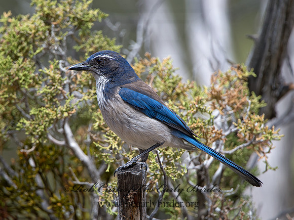 Aphelocoma californica  CALIFORNIA SCRUB JAY 9056917
