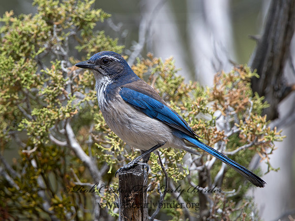 Aphelocoma californica  CALIFORNIA SCRUB JAY 9056918