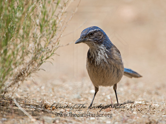 Aphelocoma californica  CALIFORNIA SCRUB JAY 9056922