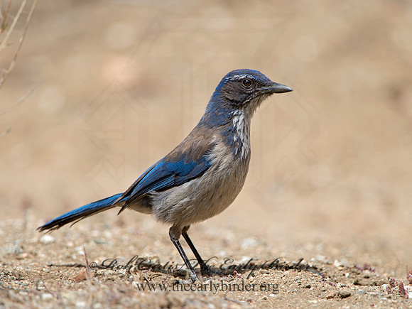 Aphelocoma californica  CALIFORNIA SCRUB JAY 9056923