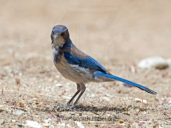 Aphelocoma californica  CALIFORNIA SCRUB JAY 9056944