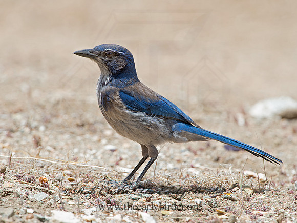 Aphelocoma californica  CALIFORNIA SCRUB JAY 9056945
