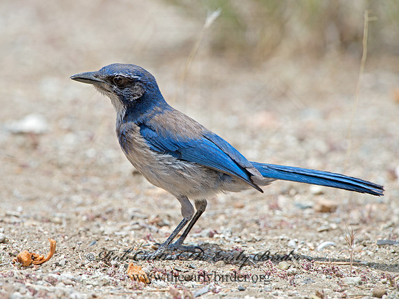 Aphelocoma californica  CALIFORNIA SCRUB JAY 9056946