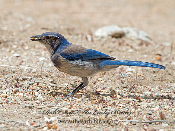 Aphelocoma californica  CALIFORNIA SCRUB JAY 9056947