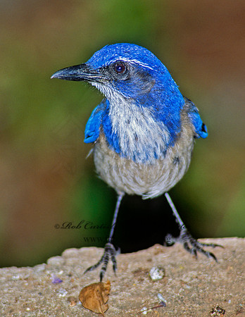 Aphelocoma californica  CALIFORNIA SCRUB JAY 105914
