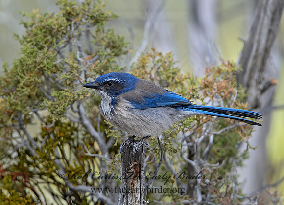 Aphelocoma californica  CALIFORNIA SCRUB JAY 9056910 copy
