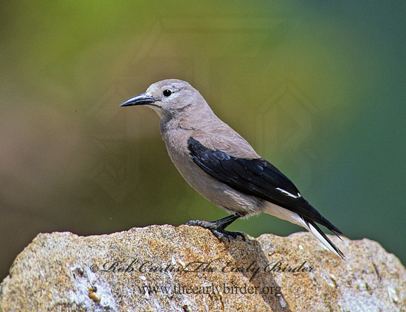 Nucifraga columbiana  CLARK'S NUTCRACKER 152926