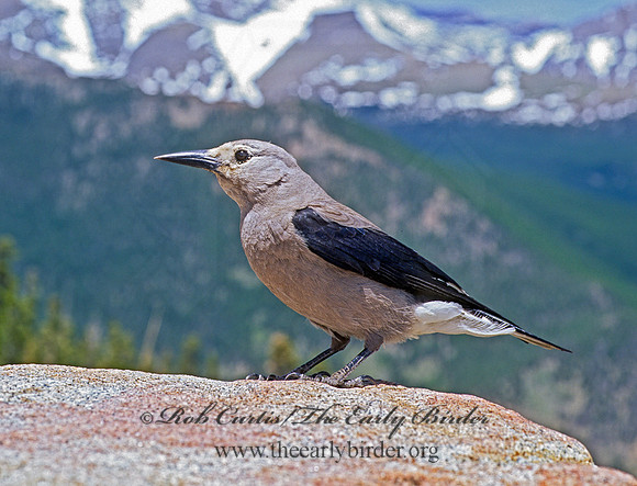 Clark's Nutcracker  CLARK'S NUTCRACKER 152934