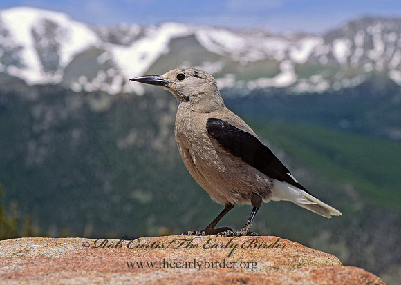 Nucifraga columbiana  CLARK'S NUTCRACKER 153805