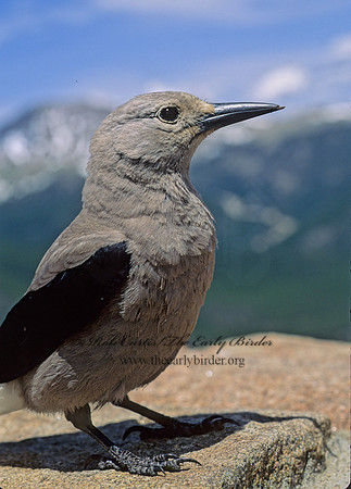 Nucifraga columbiana  CLARK'S NUTCRACKER 153802