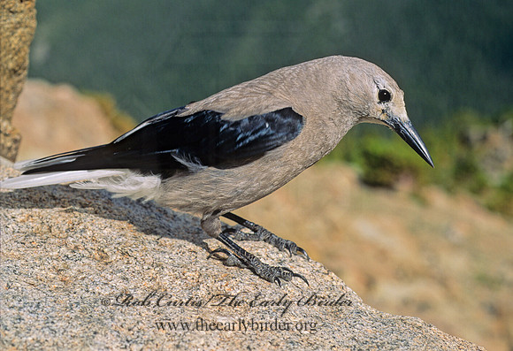 Nucifraga columbiana  CLARK'S NUTCRACKER 153821