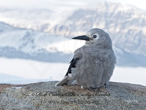 Nucifraga columbiana  CLARK'S NUTCRACKER 3025317
