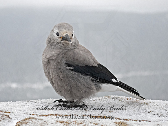 Nucifraga columbiana  CLARK'S NUTCRACKER 3025335