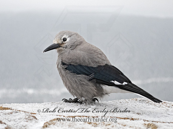 Nucifraga columbiana  CLARK'S NUTCRACKER 3025339