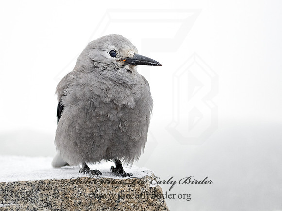 Nucifraga columbiana  CLARK'S NUTCRACKER 3025349