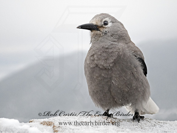 Nucifraga columbiana  CLARK'S NUTCRACKER 3025341