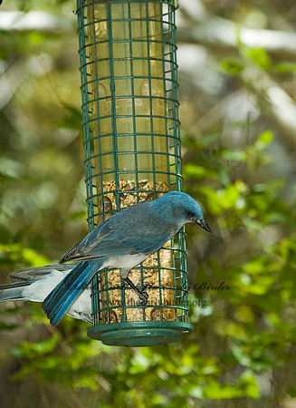 Aphelocoma wollweberi  MEXICAN JAY 5005792