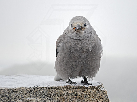 Nucifraga columbiana  CLARK'S NUTCRACKER 3025350