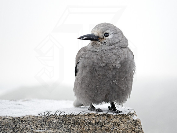 Nucifraga columbiana  CLARK'S NUTCRACKER 3025351