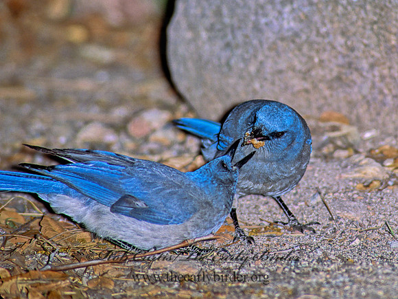 Aphelocoma wollweberi  MEXICAN JAY 92826
