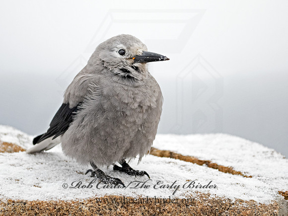 Nucifraga columbiana  CLARK'S NUTCRACKER 3025355