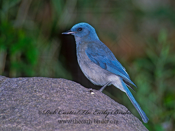 Aphelocoma wollweberi  MEXICAN JAY 92829