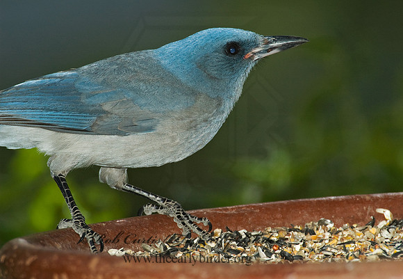 Aphelocoma wollweberi  MEXICAN JAY 5005967