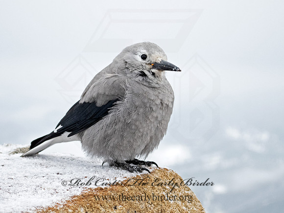 Nucifraga columbiana  CLARK'S NUTCRACKER 3025359