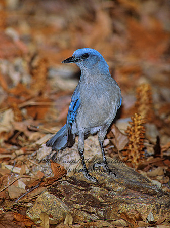 Aphelocoma wollweberi  MEXICAN JAY 93015