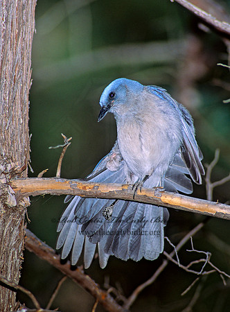 Aphelocoma wollweberi  MEXICAN JAY 93021