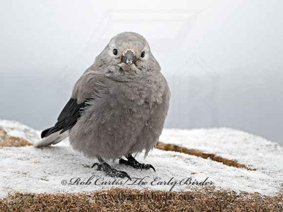 Nucifraga columbiana  CLARK'S NUTCRACKER 3025357