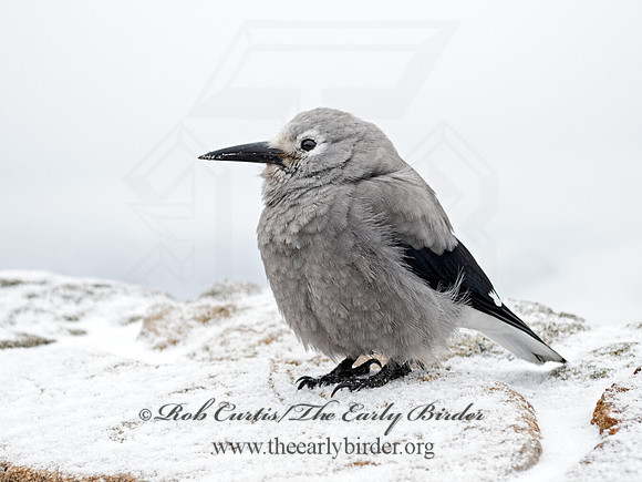 Nucifraga columbiana  CLARK'S NUTCRACKER 3025361