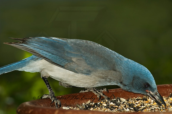 Aphelocoma wollweberi  MEXICAN JAY 5005969