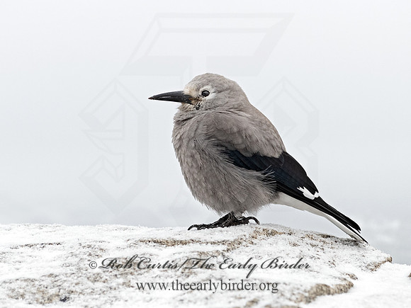 Nucifraga columbiana  CLARK'S NUTCRACKER 3025363