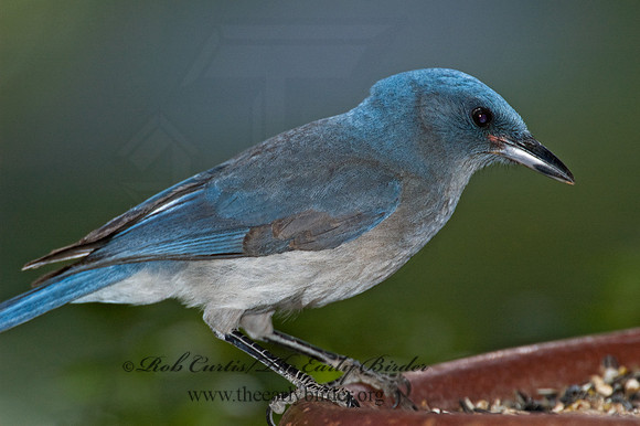 Aphelocoma wollweberi  MEXICAN JAY 5005971
