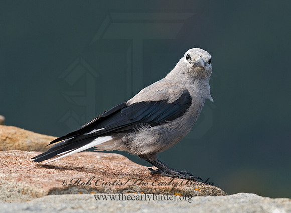 Nucifraga columbiana  CLARK'S NUTCRACKER 6027417