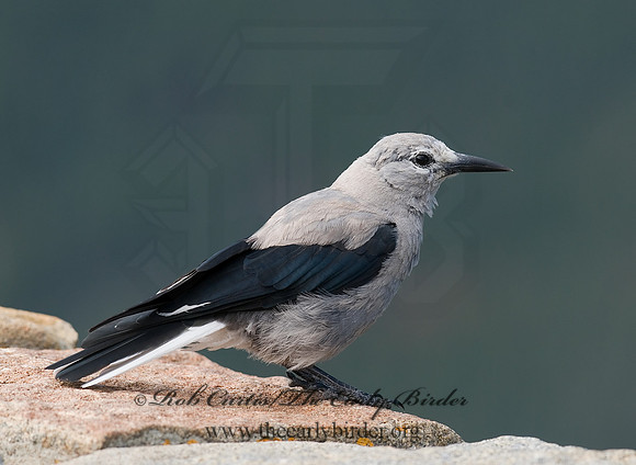 Nucifraga columbiana  CLARK'S NUTCRACKER 6027421