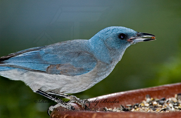 Aphelocoma wollweberi  MEXICAN JAY 5005973