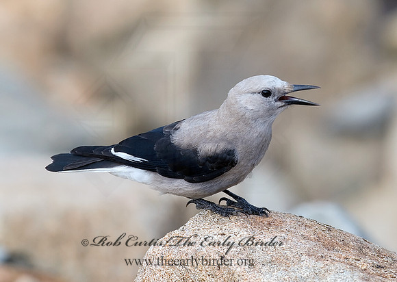 Nucifraga columbiana  CLARK'S NUTCRACKER 6027423